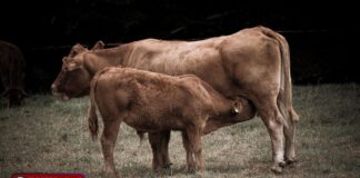 गौमाता के अंगों में देवताओं का वास: शास्त्र, प्रतीक और गौसेवा का आध्यात्मिक रहस्य | जानिए पूरी जानकारी | 2YoDo विशेष Devotee feeding a cow with reverence symbolizing Gau Seva in Hindu tradition | श्रद्धा के साथ गाय को चारा खिलाता हुआ भक्त, जो गौसेवा का प्रतीक है